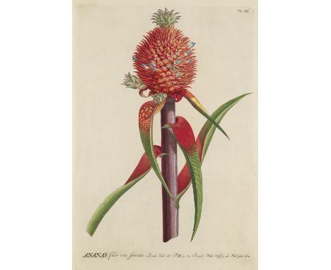 Botanik - - Christoph Jacob Trew. Plantae selectae quarum imagines ad exemplaria naturalia Londini in hortis curiosorum nutri