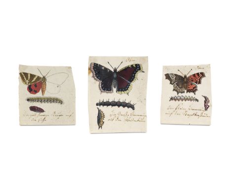 Zoologica Specifica - - August Johann Rösel von Rosenhof. Sammlung von drei Original-Zeichnungen mit Darstellungen von Schmet