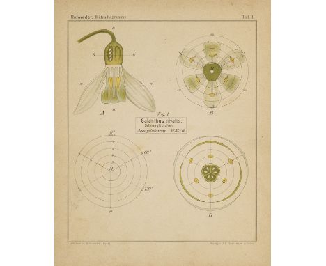 Botanik - - J. Rohweder. Blütendiagramme nebst Längsschnittbildern von ausgewählten einheimischen Blütenpflanzen als Vertrete