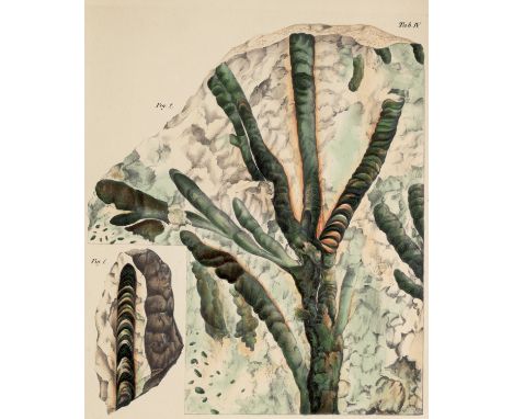 Geologie - - Ernst Friedrich von Glocker. Über den Jurakalk von Kurowitz in Mähren, und über den darin vorkommenden Aptychus 