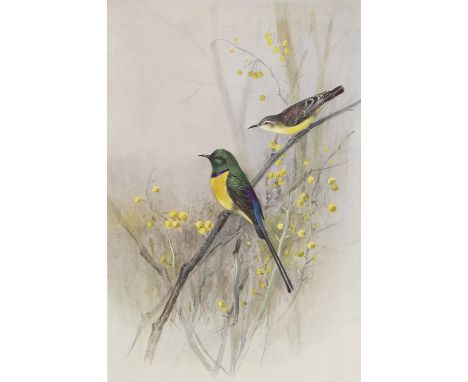 Zoologie - Ornithologie - - R. Meinertzhagen. Nicoll's Birds of Egypt. 2 Bde. Mit Portrait-Frontispiz, 3 gefalt. farb. Karten