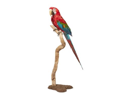 Y A TAXIDERMY RED AND GREEN MACAW (ARA CHLOROPTERUS) On a branch and base 70cm high overall         Condition Report:  Overal