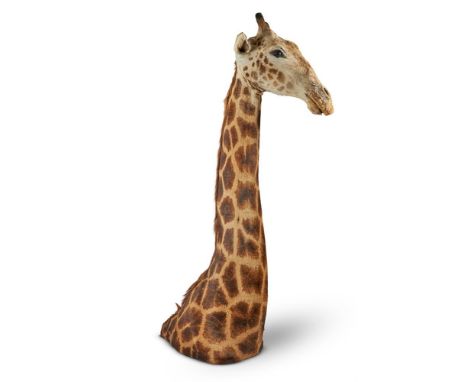 Y A TAXIDERMY AFRICAN GIRAFFE HEAD AND NECK 240cm high           Condition Report:  Overall in presentable order and conditio