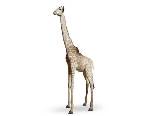 Y  A TAXIDERMY AFRICAN GIRAFFE 390cm high, 145cm long approximately     