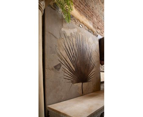 ‡ SABALITES SP. EOCENE (53.5-48.5MA) Green River Formation Wyoming, USA Fossil Palm Frond approx 200cm high, 200cm wide  Palm