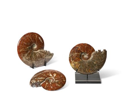 THREE POLISHED AMMONITE (CEPHALOPODA) FOSSILS  One on modern metal base 18cm high and similar overall       