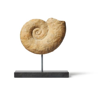 AN AMMONITE (CEPHALOPODA) ON A MODERN METAL STAND 34cm high, 30cm wide overall 