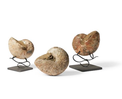 THREE AMMONITE (CEPHALOPODA) FOSSILS  Two on modern metal stands The example on the stand 23cm high overall   