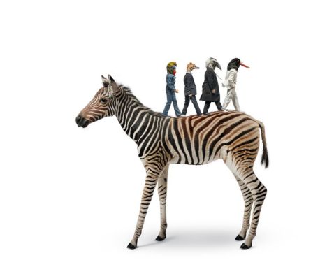 λY  CORDELIA PLUNKET AKA. HOLY MOLY (BRITISH B. 1968) THE BEATLES ZEBRA CROSSING  Mixed media with taxidermy  110 x 110cm (43