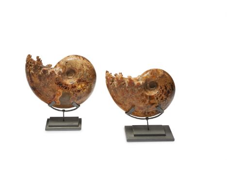 TWO POLISHED AMMONITE (CEPHALOPODA) FOSSILS  On modern metal bases 26cm wide and similar overall       