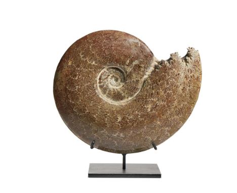 A POLISHED AMMONITE (CEPHALOPOD) On a modern metal stand  32cm high overall      