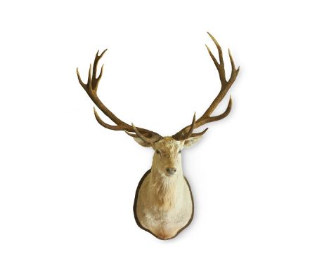 Y  A TAXIDERMY IMPERIAL (FOURTEEN POINT) WHITE HART Shoulder mounted Approx 165cm wide, 130cm high                          