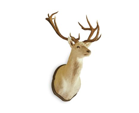 Y  A TAXIDERMY ROYAL (TWELVE POINT) WHITE HART Shoulder mounted  Approx 160cm high, 115cm wide     