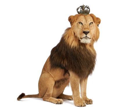 Y A TAXIDERMY MODEL OF A MALE LION (PANTHERA LEO) With an associated gilt metal crown 136cm high overall   Condition Report: 