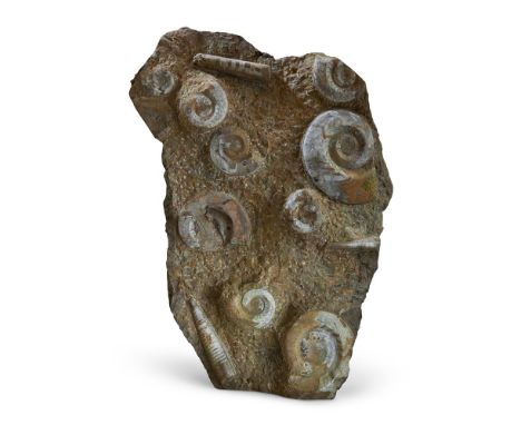 AN AMMONITE AND SEA SNAIL FOSSIL PANEL  125cm high     