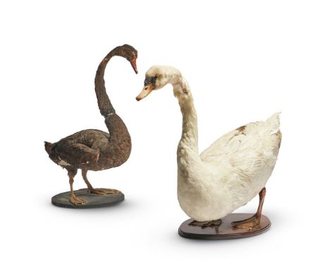 Y  TWO TAXIDERMY SWANS (CYGNINAE) One white, one black The black swan 87cm high The white swan 75cm high     