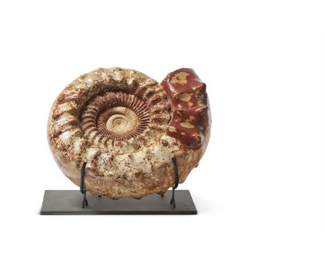 A POLISHED AMMONITE (CEPHALOPOD) MADAGASCAN  On a modern metal stand 38cm high, 43cm wide overall        