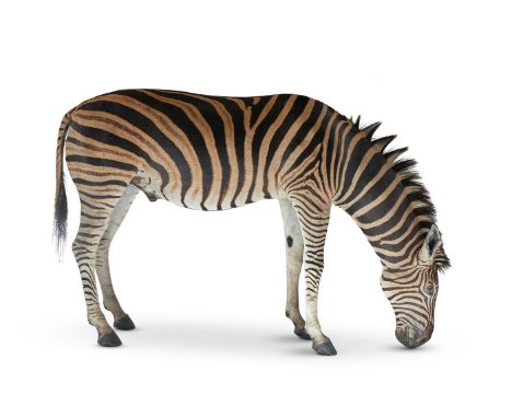 Y A TAXIDERMY MODEL OF A ZEBRA (EQUUS QUAGGA)  128cm high      Condition Report:  Overall presentable condition,Some marks, s