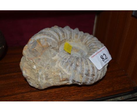 A fossil
