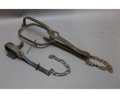 *  A gin trap and a large leg pulled trap, 44 cm and 18 cm.