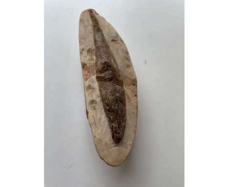 Stone fossil of a fish 6 in long