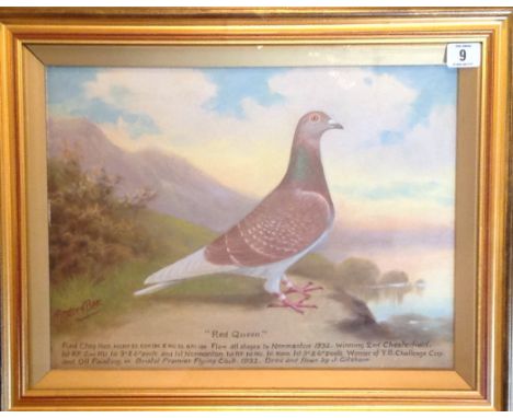 ANDREW BEER, 1862 - 1954, OIL ON CANVAS Portrait of a champion racing pigeon, titled 'Red Queen', Circa 1932, gilt framed and