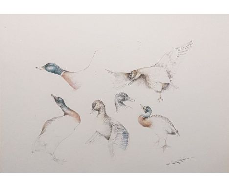 Set of four colour prints Studies of birds, indistinctly signed (4) 