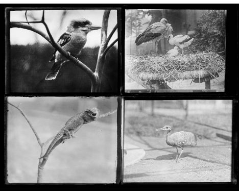 *Natural History. A group of approximately 175 glass plate negatives, early 20th century,  mostly birds of the world, plus so