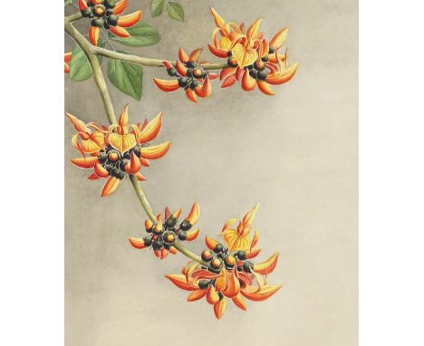 Sardar Ganda Thakar Singh (Indian 1899 - 1976), watercolour, botanical study, Butea Frondosa Roxb, signed and dated 1943, 18"