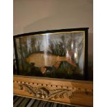 Antique Taxidermy glass cased fish possibly Rudd 50 x 30cm