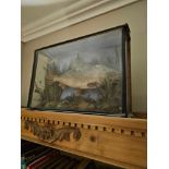 Antique Taxidermy glass cased fish possibly carp 41 x 28cm