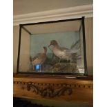 Antique Taxidermy glass cased water fowl 46 x 38 x 28cm