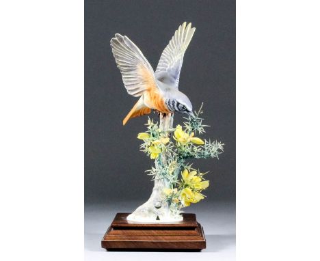 A Royal Worcester bone china model - "Redstart and Gorse", a Redstart landing on a gorse bush, 11ins high, with hardwood stan