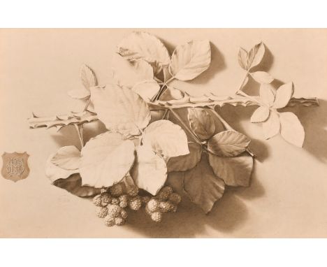 Henry Robert Witherspoon, An ink and watercolour study of a spray of blackberries, watercolour, bearing monogram and with a b