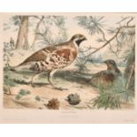 After Edouard Travies, 'La Gelinotte' plate 6. Souvenir de Chasseur, lithograph, 9.75" x 13.75".