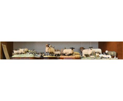 Border Fine Arts Sheep Groups, including ''Swaledale Tup'', model No L148 by Ray Ayres limited edition 787/950, on wood base 
