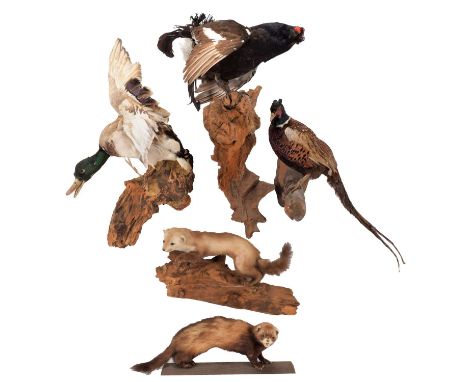 Taxidermy: A Group of European Countryside Game Birds &amp; Animals, comprising - a full mount adult Ring-necked Pheasant coc