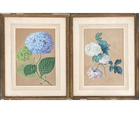 A pair of 19th century botanical watercolour studies, one signed indistinctly in pencil, 34x24cm