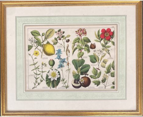 Interior design interest: After Gotthilf Heinrich von Schubert (1780-1860), hand coloured 19th century botanical engraving fr