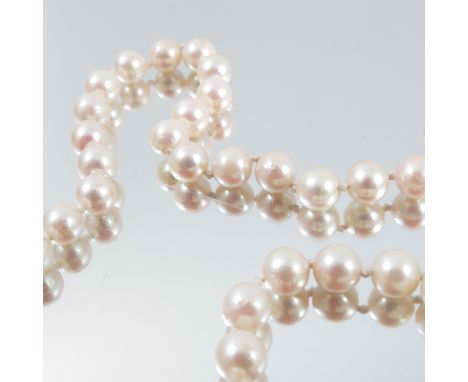 A uniform row of cultured pearls, the sixty six pearls of approximately 6 - 6.5mm diameter, to a cultured pearl set clasp, 50