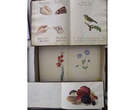 A 19th century sketch book containing an interesting collection of botanical watercolour studies, ornithological studies, she