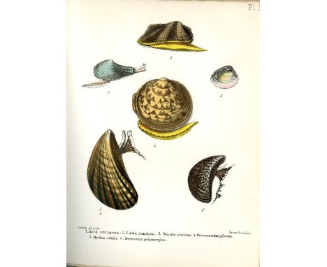 Hand-Coloured Plates: Sowerby (G.B.) A Conchological Manual, 8vo L. 1852 Hand. cold. frontis & 28 hd. cold. plts., text illus