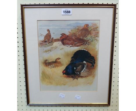 A. Thorburn: a framed late coloured print study of Red and Black Grouse