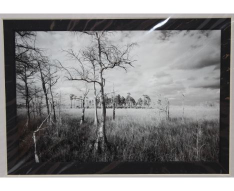 Clyde Butcher (Florida, b. 1941) Tri-Tone Offset Print Photo. Titled "Loop Road #1" and dated 1988.Image Size: 6 x 8.75 in. O