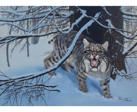 Kirk Stirnweis (B. 1967) "Bobcat" Signed lower right. Original Oil painting on Illustration Board. Provenance: Collection of 