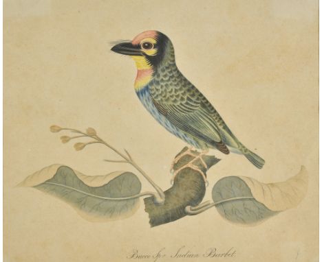 *Company School. Indian Barbet, late 18th or early 19th century,  watercolour on paper, manuscript title at foot, 22.5 x 19 c
