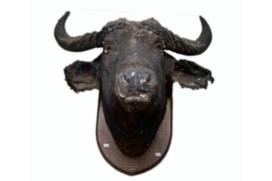 stuffed water buffalo