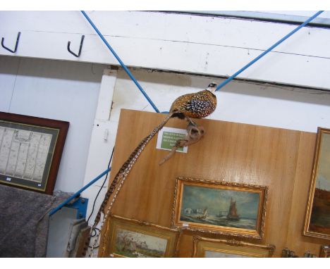 A taxidermy Reeves Pheasant mounted on branch - the bird with tail feathers measuring 160cm