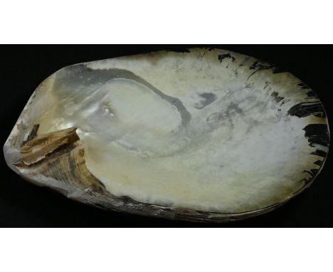Natural History - Conchology - a mother of pearl shell specimen, displaying nacre, 22cm x 19cm 