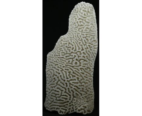 Natural History - a brain coral pillar specimen, 23cm high 